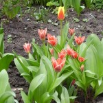 frühling Foto mit freundlicher Genehmigung von Dorothea Vogel
