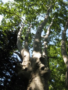 Baum Baum
