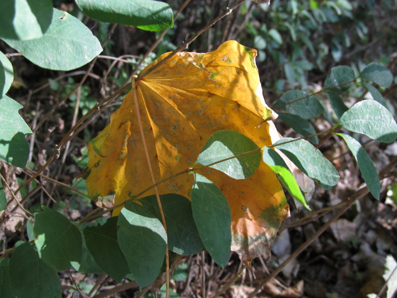 herbst2 Foto: Dorothea Vogel