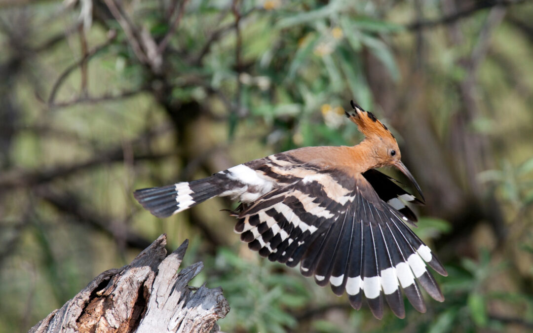 2008-05-28 – Wiedehopf (Upupa epops) – Hoopoe-0639